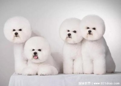 比熊犬多少钱一只，非纯种价格200元起步/纯种价格800元起步