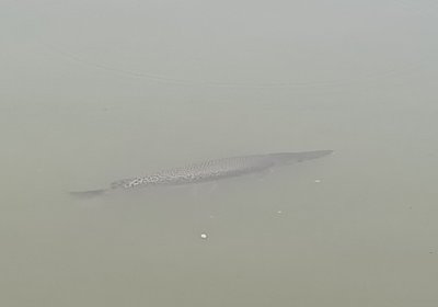 ​晨意帮忙丨体长一米牙齿锋利！长沙一农庄发现“水中杀手”，塘主：我的锦鲤怎