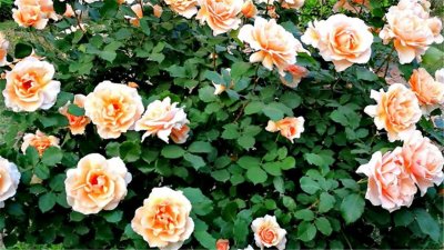 ​中国34个省级行政单位的省花分别是什么花？