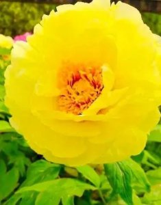 ​牡丹传奇（二）姚黄