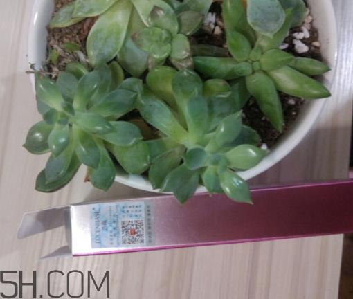 透真眼贴膜贴多长时间 透真眼贴膜怎么样