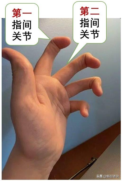 各手指解剖图及名称（白话解剖奇怪的手指）(10)