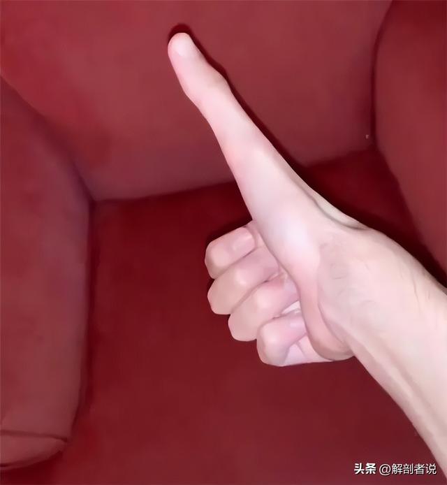 各手指解剖图及名称（白话解剖奇怪的手指）(3)