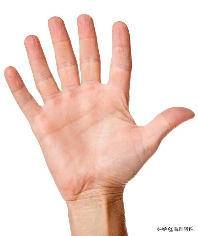 各手指解剖图及名称（白话解剖奇怪的手指）(6)