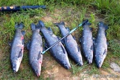 ​钓青鱼调漂的正确方法（图解黑坑钓大青鱼应该如何调漂）