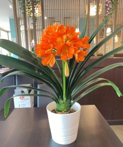 ​君子兰的正确养殖方法（君子兰怎么养）