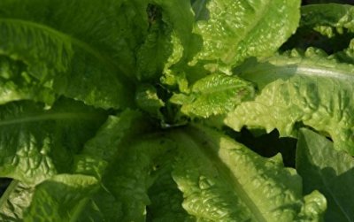 ​8个妙招防治蔬菜蚜虫，蚜虫无处可逃！