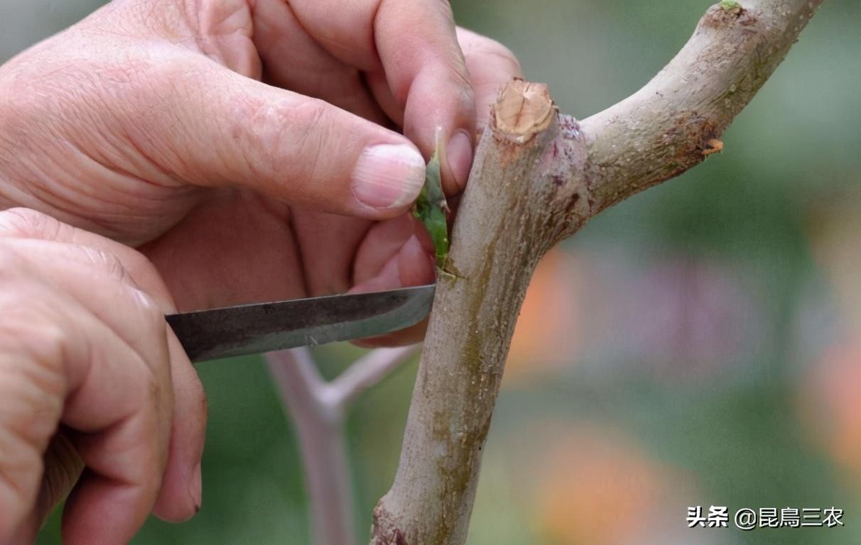 柑橘树的嫁接方法我想知道一下(柑橘嫁接技术几种方法)