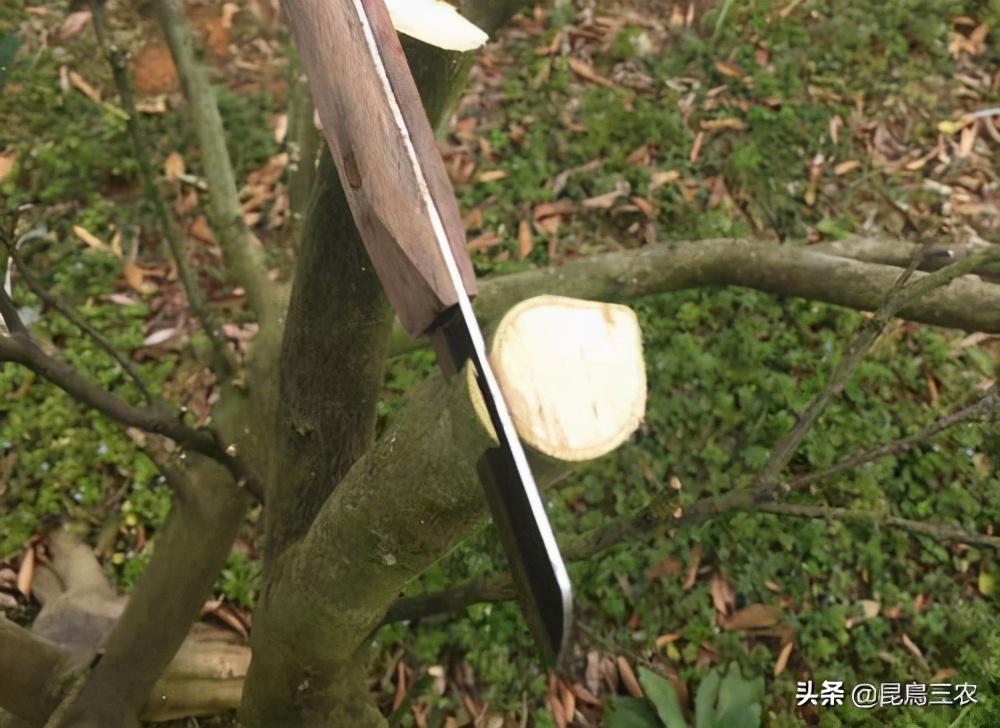 柑橘树的嫁接方法我想知道一下(柑橘嫁接技术几种方法)