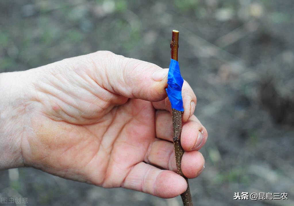 柑橘树的嫁接方法我想知道一下(柑橘嫁接技术几种方法)