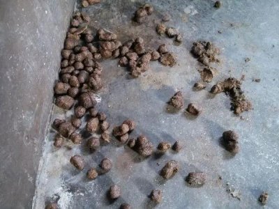 ​母猪便秘的根本原因，和解决方法