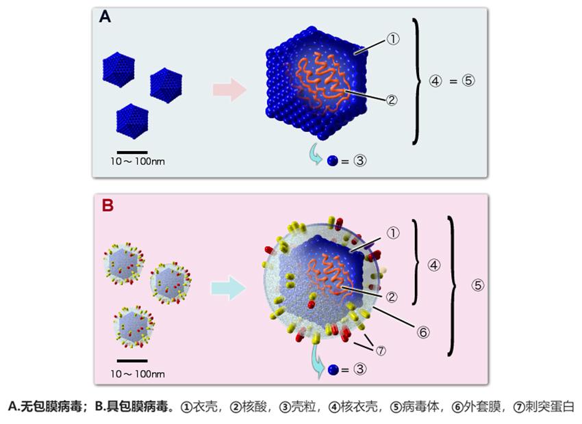 病毒存在34亿年(病毒存在多少亿年了)