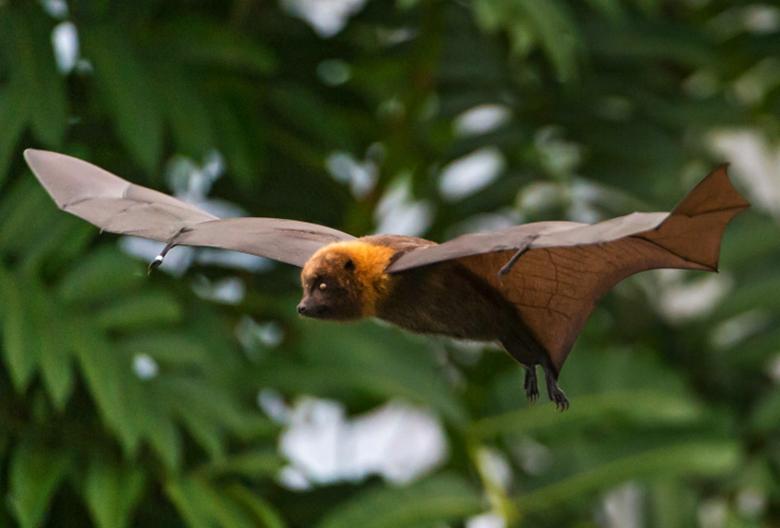 病毒存在34亿年(病毒存在多少亿年了)