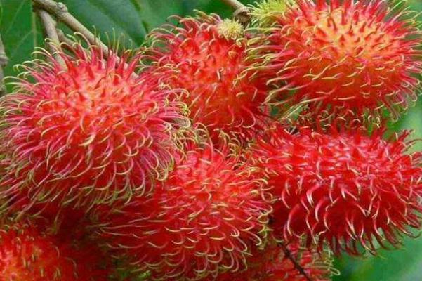 红毛丹对胃好吗 胃痛可以吃红毛丹吗 红毛丹对胃好吗 胃痛可以吃红毛丹吗