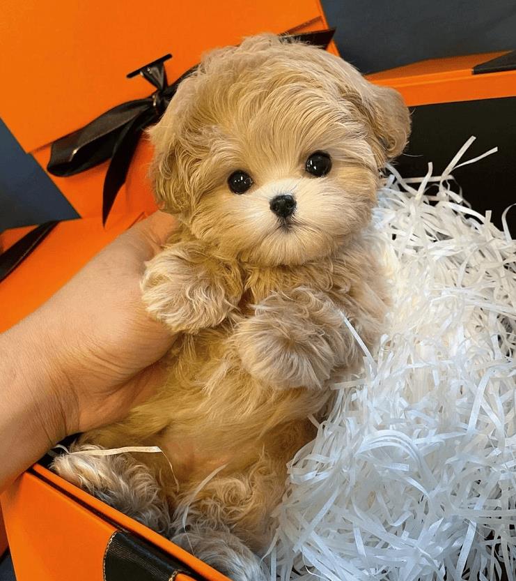 马尔泰狗狗是什么品种(马尔泰狗狗长什么样)