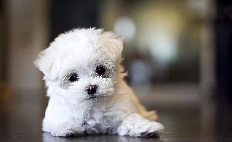 马尔泰狗狗是什么品种(马尔泰狗狗长什么样)