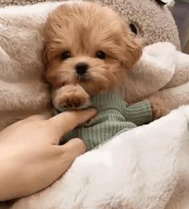 马尔泰狗狗是什么品种(马尔泰狗狗长什么样)