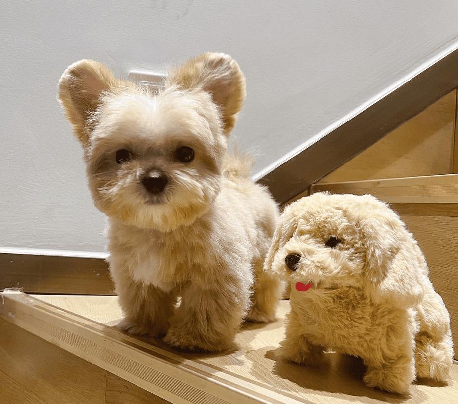 马尔泰狗狗是什么品种(马尔泰狗狗长什么样)