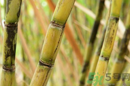 清明节可以吃甘蔗吗?清明节不能吃哪些食物? 清明节可以吃甘蔗吗?清明节不能吃哪些食物?