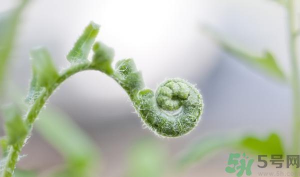 清明节可以吃甘蔗吗?清明节不能吃哪些食物? 清明节可以吃甘蔗吗?清明节不能吃哪些食物?