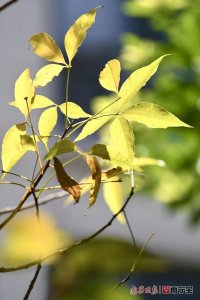 ​立秋等同于入秋吗（你知道吗？“立秋”不等于入秋！）