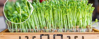 ​豌豆怎么才能发芽 豌豆怎么弄发芽