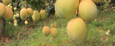 芒果可以和牛奶一起榨汁吗