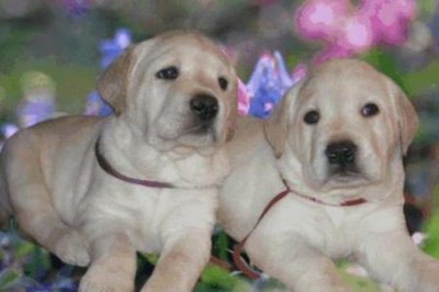 ​拉布拉多和贵宾哪个好