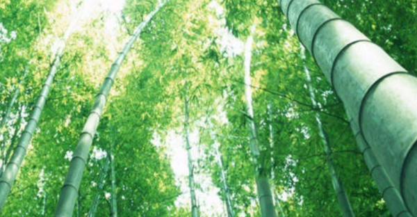 竹子象征着什么,竹子的象征和意义是什么图2