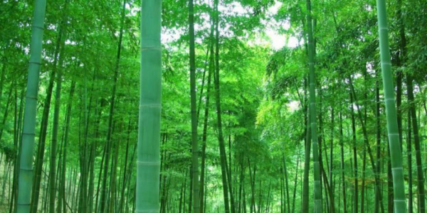 竹子象征着什么,竹子的象征和意义是什么图4