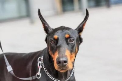 ​武汉市最好的宠物市场，武汉市最好的宠物市场在哪里