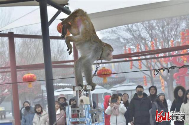 河北非遗吴桥杂技(新春走基层速来围观)(4)