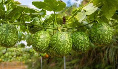 ​吊瓜子和瓜蒌子区别图片（两者就是一种东西）