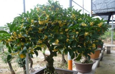 ​盆栽桂花的养殖方法