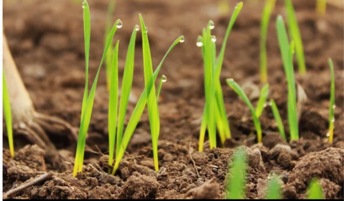 浇花是什么意思（我国农业由传统的耕种方式向机械化转型）