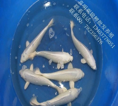 火鲤和红锦鲤的区别