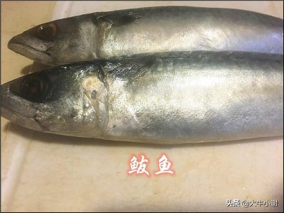 ​鲭鱼和鲅鱼的区别（不同的鲭鱼和鲐鲅鱼有啥不一样）