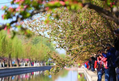 ​插柳是什么节日的风俗(清明插柳的意义)