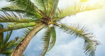 ​椰子树和棕榈树的区别是什么