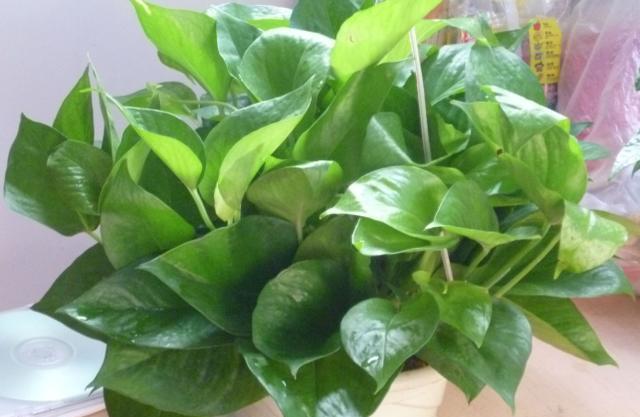 绿萝怎么烂根了呢(绿萝烂根怎么补救)