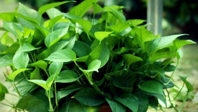 绿萝怎么烂根了呢(绿萝烂根怎么补救)