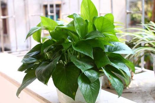 绿萝怎么烂根了呢(绿萝烂根怎么补救)