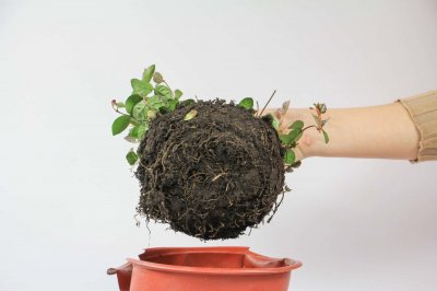 ​五彩络石水培能生根吗