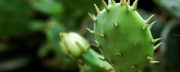 仙人掌需要浇水吗(仙人掌的浇水和施肥方法)