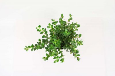 ​金鱼吊兰冬天会死吗