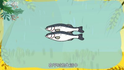 ​杀好的鱼怎么保存保鲜