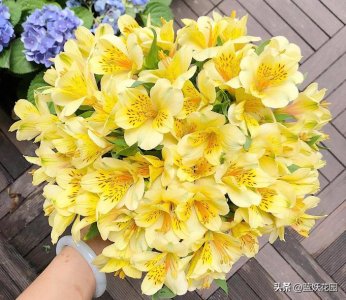 ​自带豹纹的六出花，不仅开花好看，还特别皮实好养，繁殖能力超强