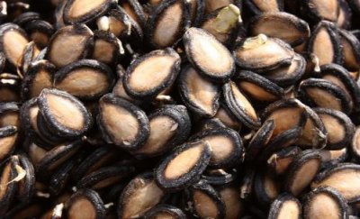 ​瓜子仁有什么营养价值 瓜子的正确食用方法揭秘