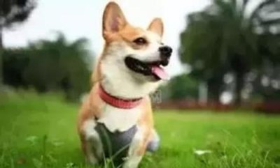 ​小狗种类名称，小狗种类名字及