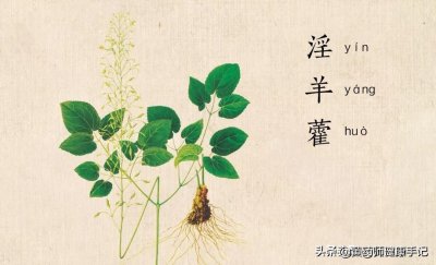 ​霪羊霍的功效与作用 能用于风湿病、腰腿痛、中风后遗症